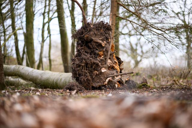 05 April 2026, Schleswig-Holstein, Flensburg: A fallen tree lies across a forest path in a wooded area southeast of Flensburg. Three people, including a mother and her baby, were killed on Easter Sunday when a roughly 30-metre-tall tree fell onto a group of people in the municipality of Mittelangeln during strong gusts of wind. Four people were trapped under the tree, according to police reports. Photo: Daniel Reinhardt/dpa