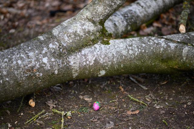 05 April 2026, Schleswig-Holstein, Flensburg: A chocolate Easter egg lies beneath a fallen tree in a wooded area southeast of Flensburg. Three people, including a mother and her baby, were killed on Easter Sunday when a roughly 30-metre-tall tree fell onto a group of people in the municipality of Mittelangeln during strong gusts of wind. Four people were trapped under the tree, according to police reports. Photo: Daniel Reinhardt/dpa