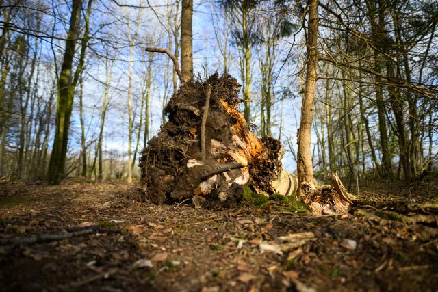 05 April 2026, Schleswig-Holstein, Flensburg: A fallen tree lies across a forest path in a wooded area southeast of Flensburg. Three people, including a mother and her baby, were killed on Easter Sunday when a roughly 30-metre-tall tree fell onto a group of people in the municipality of Mittelangeln during strong gusts of wind. Four people were trapped under the tree, according to police reports. Photo: Daniel Reinhardt/dpa