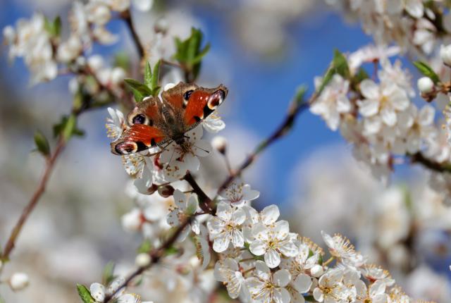 06 April 2026, Baden-Württemberg, Zwiefalten: A peacock butterfly sits on the blossoms of a tree. Photo: Thomas Warnack/dpa