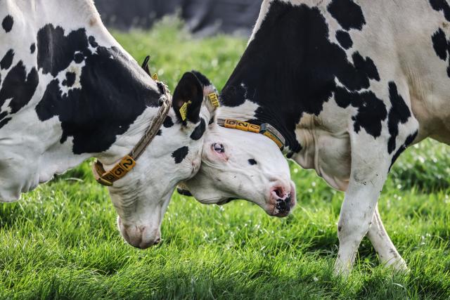 09 April 2026, North Rhine-Westphalia, Leverkusen: Dairy cows struggle on a meadow during the first grazing of the year. Farmers sent their dairy cattle out to pasture during the annual grazing season. Photo: Oliver Berg/dpa