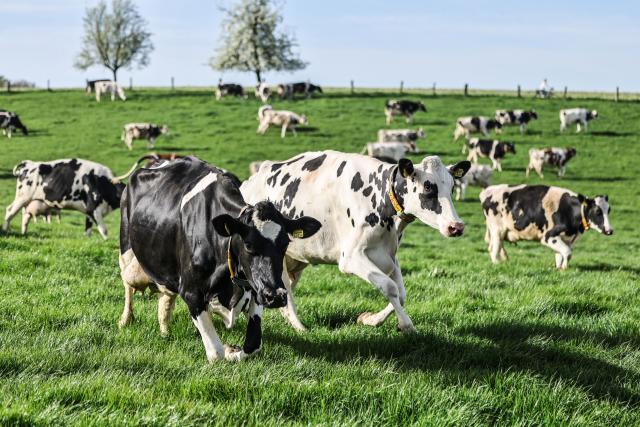 09 April 2026, North Rhine-Westphalia, Leverkusen: Dairy cows head out to pasture for the first grazing of the year. Farmers sent their dairy cattle out to pasture during the annual grazing season. Photo: Oliver Berg/dpa