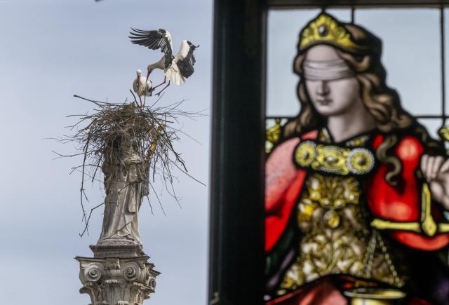 09 April 2026, Bavaria, Freising: Two storks try to build a nest on the Marian column at Marienplatz. Photo: Peter Kneffel/dpa