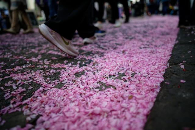 11 April 2026, North Rhine-Westphalia, Bonn: Bright cherry blossom petals lie on the ground in Bonn's old town. Photo: Henning Kaiser/dpa