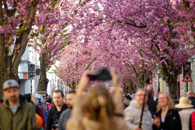 11 April 2026, North Rhine-Westphalia, Bonn: Visitors enjoy the bright cherry blossoms and the flea market in Bonn's old town. Photo: Henning Kaiser/dpa