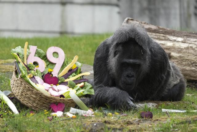 13 April 2026, Berlin: Fatou, a female gorilla, snacks on vegetables from her birthday basket on her 69th birthday at the Berlin Zoo. Berlin Zoo on Monday marked the 69th birthday of its gorilla Fatou, who is thought to be the oldest gorilla in the world. Photo: Sven Kaeuler/dpa