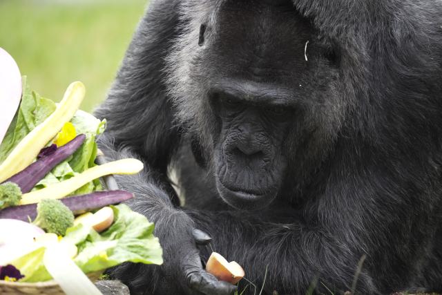 13 April 2026, Berlin: Fatou, a female gorilla, snacks on vegetables from her birthday basket on her 69th birthday at the Berlin Zoo. Berlin Zoo on Monday marked the 69th birthday of its gorilla Fatou, who is thought to be the oldest gorilla in the world. Photo: Sven Kaeuler/dpa