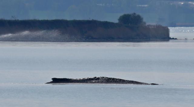 15 April 2026, Mecklenburg-Western Pomerania, Wismar: The stranded humpback whale lies in a bay on the Baltic Sea island of Poel. Photo: Bernd Wüstneck/dpa