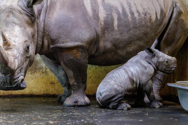 16 April 2026, Lower Saxony, Osnabrück: Amalie, a female rhinoceros, and her male calf Liam stand in the rhino enclosure at Osnabrück Zoo. The healthy calf was born on April 7. Photo: David Ebener/dpa