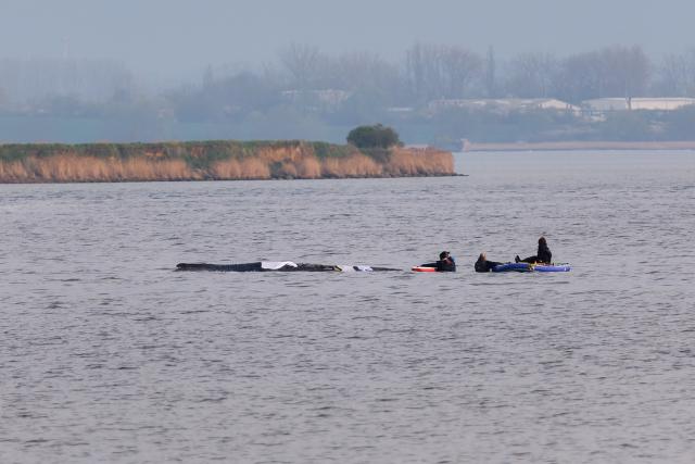 16 April 2026, Mecklenburg-Western Pomerania, Weitendorf-Hof: Rescuers inspect the whale during a new rescue attempt for the humpback whale that stranded near Wismar. Photo: Marcus Golejewski/dpa