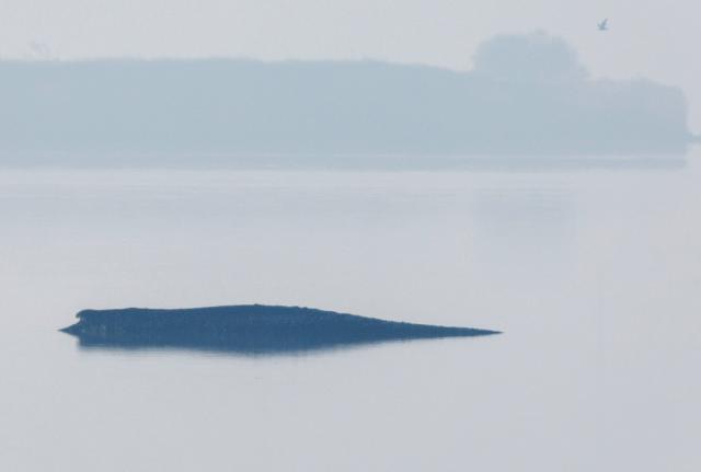 17 April 2026, Mecklenburg-Western Pomerania, Kirchdorf (poel): The humpback whale lies off the island of Poel in the morning. The new rescue attempt for the humpback whale stranded near Wismar is to begin today. The concept is to be implemented by a private initiative. Photo: Jens Büttner/dpa