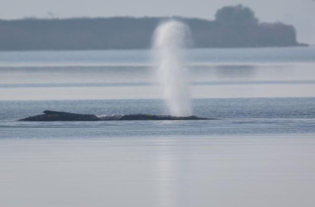17 April 2026, Mecklenburg-Western Pomerania, Kirchdorf (poel): The humpback whale off the island of Poel is blowing out air. The new rescue attempt for the humpback whale stranded near Wismar is to begin today. The concept is to be implemented by a private initiative. Photo: Jens Büttner/dpa