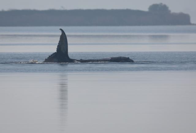 FILED - 17 April 2026, Mecklenburg-Western Pomerania, Kirchdorf (poel): The humpback whale off the island of Poel flaps its tail fin in the morning. The new rescue attempt for the humpback whale stranded near Wismar is to begin today. The concept is to be implemented by a private initiative. Photo: Jens Büttner/dpa