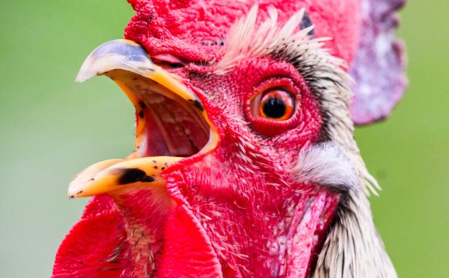FILED - 14 April 2026, Lower Saxony, Laatzen: A rooster is lingering in the Leinemasch area in the Hanover region. Photo: Julian Stratenschulte/dpa