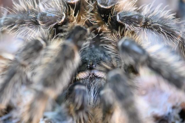 FILED - 25 November 2025, Saxony-Anhalt, Magdeburg: The eyes of a Brazilian giant tarantula sitting in a terrarium in the "Gruson Greenhouses" gleam between the animal's hairy legs. Photo: Klaus-Dietmar Gabbert/dpa