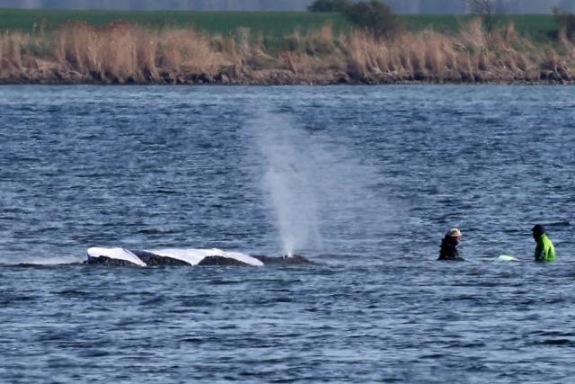 17 April 2026, Mecklenburg-Western Pomerania, Kirchdorf: Two rescuers keep approaching the humpback whale off the coast of Poel Island, which responds with distinct movements of its body, pectoral fins, and tail fin. A new rescue attempt for the humpback whale stranded near Wismar is set to begin today. Photo: Bernd Wüstneck/dpa