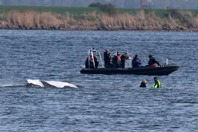 17 April 2026, Mecklenburg-Western Pomerania, Kirchdorf: Two rescuers keep approaching the humpback whale off the coast of Poel Island, which responds with distinct movements of its body, pectoral fins, and tail fin. A new rescue attempt for the humpback whale stranded near Wismar is set to begin today. Photo: Bernd Wüstneck/dpa