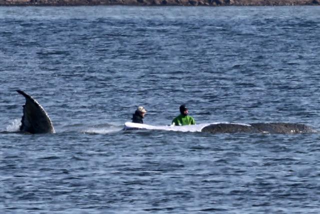 17 April 2026, Mecklenburg-Western Pomerania, Kirchdorf: Two rescuers keep approaching the humpback whale off the coast of Poel Island, which responds with distinct movements of its body, pectoral fins, and tail fin. A new rescue attempt for the humpback whale stranded near Wismar is set to begin today. Photo: Bernd Wüstneck/dpa