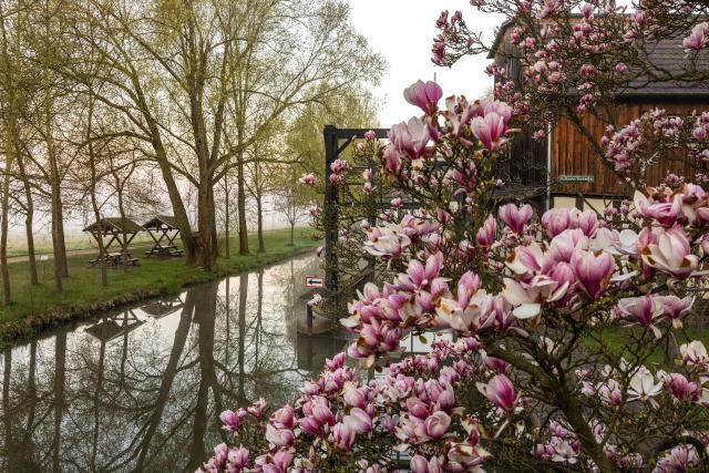 18 April 2026, Brandenburg, Raddusch: A magnolia blossoms at sunrise on a fog-covered river in the Spreewald. Photo: Frank Hammerschmidt/dpa