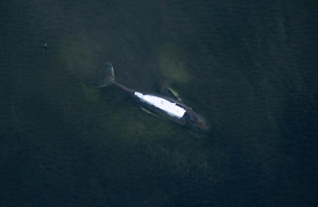 18 April 2026, Mecklenburg-Western Pomerania, Kirchdorf: An aerial view shows the humpback whale off the coast of Poel Island with it's back is covered with sheets. A new rescue attempt is planned for the humpback whale that stranded near Wismar. Photo: Stefan Sauer/dpa