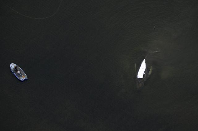 18 April 2026, Mecklenburg-Western Pomerania, Kirchdorf: An aerial view shows the humpback whale off the coast of Poel Island with it's back is covered with sheets. A new rescue attempt is planned for the humpback whale that stranded near Wismar. Photo: Stefan Sauer/dpa