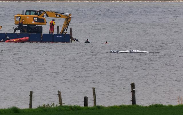 19 April 2026, Mecklenburg-Vorpommern, Weitendorf-Hof: A work platform equipped with an excavator operates near the stranded whale off the Baltic Sea island of Poel, with the whale's back covered with sheets. A new rescue effort has been launched for the humpback whale that stranded near Wismar, with the plan to be carried out by a private initiative. Photo: Marcus Golejewski/dpa