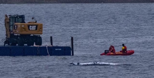 19 April 2026, Mecklenburg-Vorpommern, Weitendorf-Hof: A work barge equipped with a special excavator and several smaller support boats are currently operating near the stranded humpback whale off the coast of Poel. A new rescue effort has been launched for the whale that stranded near Wismar. The plan is to be carried out by a private initiative. Photo: Stefan Sauer/dpa