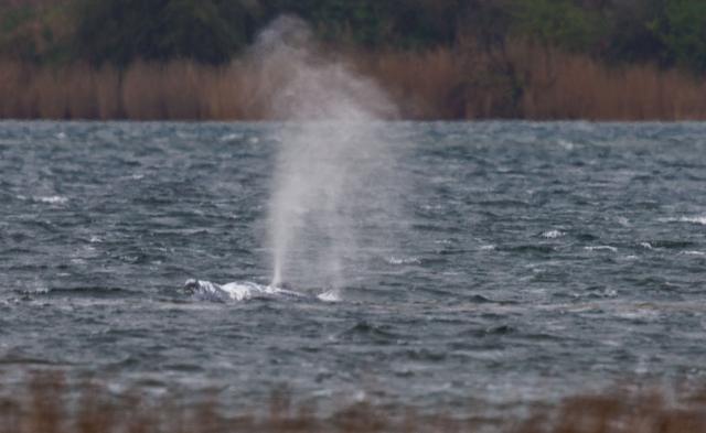 20 April 2026, Mecklenburg-Western Pomerania, Kirchdorf (Poel): The humpback whale, stuck off Germany's Baltic Sea coast for almost three weeks, is seen swimming. Photo: Jens Büttner/dpa