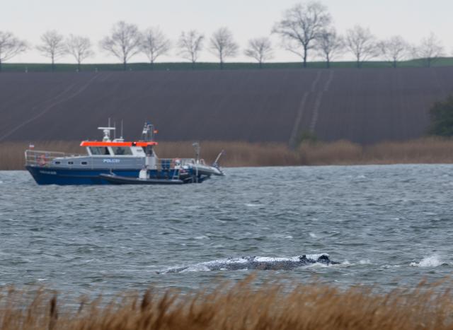 20 April 2026, Mecklenburg-Western Pomerania, Kirchdorf (Poel): The humpback whale, stuck off Germany's Baltic Sea coast for almost three weeks, is seen swimming. Photo: Jens Büttner/dpa