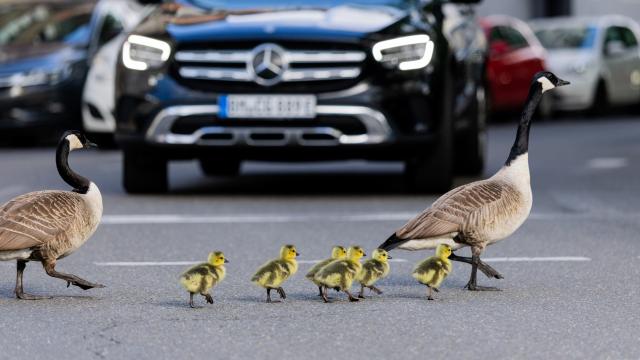 20 April 2026, North Rhine-Westphalia, Cologne: Canada geese and their goslings cross a street at a pedestrian crossing in Cologne city center. Photo: Rolf Vennenbernd/dpa