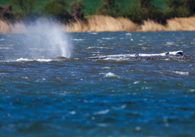 20 April 2026, Mecklenburg-Vorpommern, Kirchdorf (poel): A humpback whale is seen off the coast of Poel Island, blowing air from its blowhole after freeing itself from stranding near Wismar and travelling several kilometres, following days of rescue efforts by a private initiative. Photo: Jens Büttner/dpa
