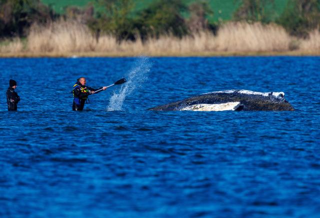 21 April 2026, Mecklenburg-Western Pomerania, Kirchdorf (Poel): Helpers spray the humpback whale off the island of Poel with water. The animal lies in the same place as the previous evening. The humpback whale stranded near Wismar had swum free on 20.04.2026 and moved several kilometers. Photo: Jens Büttner/dpa