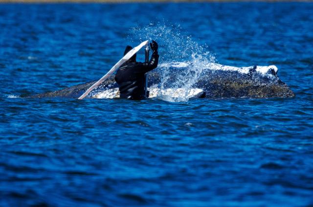 21 April 2026, Mecklenburg-Western Pomerania, Kirchdorf (Poel): Helpers spray the humpback whale off the island of Poel with water. The animal lies in the same place as the previous evening. The humpback whale stranded near Wismar had swum free on April 20th, 2026 and moved several kilometers. Photo: Jens Büttner/dpa