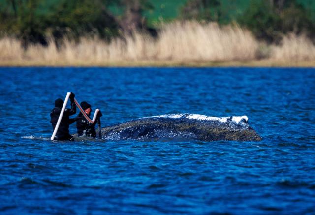 21 April 2026, Mecklenburg-Western Pomerania, Kirchdorf (Poel): Helpers spray the humpback whale off the island of Poel with water. The animal lies in the same place as the previous evening. The humpback whale stranded near Wismar had swum free on April 20th, 2026 and moved several kilometers. Photo: Jens Büttner/dpa