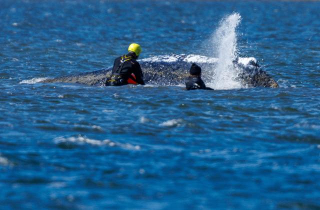 21 April 2026, Mecklenburg-Western Pomerania, Kirchdorf (Poel): Helpers work on the humpback whale. The animal lies in the same place as the previous evening. The humpback whale stranded near Wismar had swum free on April 20th, 2026 and moved several kilometers. Photo: Jens Büttner/dpa