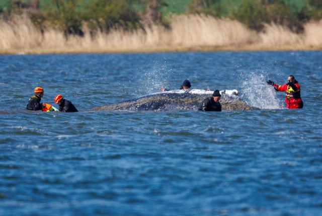21 April 2026, Mecklenburg-Western Pomerania, Kirchdorf (Poel): Helpers work on the humpback whale. The animal lies in the same place as the previous evening. The humpback whale stranded near Wismar had swum free on April 20th, 2026 and moved several kilometers. Photo: Jens Büttner/dpa