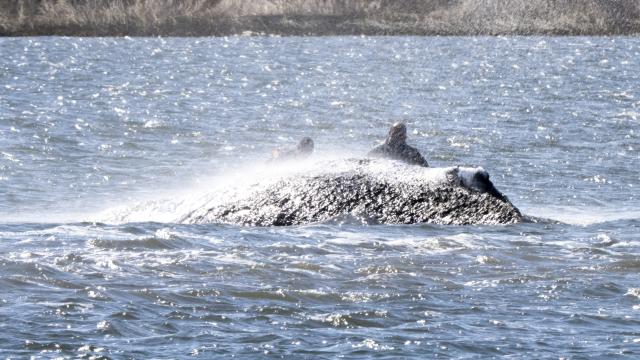 21 April 2026, Mecklenburg-Western Pomerania, Kirchdorf (Poel): Helpers spray the whale with water. The humpback whale has not left its position in the shallow water. A team of several people tries to flush the whale free again. Photo: Philip Dulian/dpa