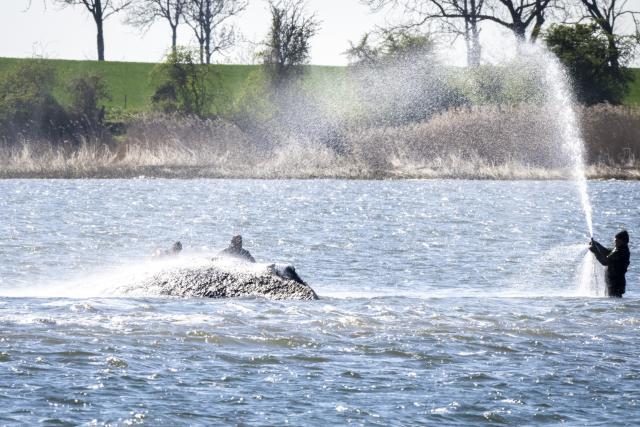 21 April 2026, Mecklenburg-Western Pomerania, Kirchdorf (Poel): Helpers spray the whale with water. The humpback whale has not left its position in the shallow water. A team of several people tries to flush the whale free again. Photo: Philip Dulian/dpa