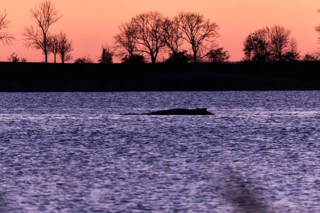 21 April 2026, Mecklenburg-Western Pomerania, Kirchdorf (Poel): The humpback whale is off the coast of Poel Island, in the same spot as the night before. A team of several people is trying to flush the whale free again. Photo: Marcus Golejewski/dpa