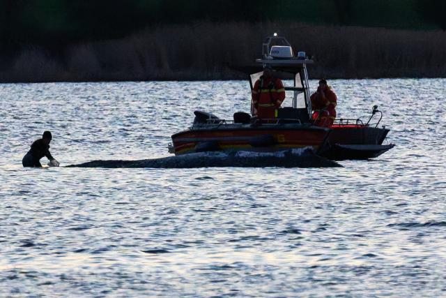 21 April 2026, Mecklenburg-Western Pomerania, Fährdorf: Helpers work in the immediate vicinity of the whale. The humpback whale has not left its position in the shallow water. A team of several people tries to flush the whale free again. Photo: Marcus Golejewski/dpa