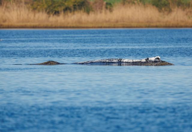 22 April 2026, Mecklenburg-Western Pomerania, Fährdorf: The humpback whale lies off the island of Poel in the same place as the previous evening, blowing out breathable air. The humpback whale that stranded near Wismar three weeks ago is still stuck on a sandbank. A private initiative has been trying to rescue the whale for days. Photo: Marcus Golejewski/dpa