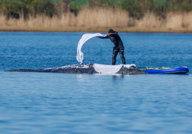 22 April 2026, Mecklenburg-Western Pomerania, Fährdorf: A helper throws wet cloths to protect the skin on the back of the stranded humpback whale off the island of Poel. The humpback whale that stranded near Wismar three weeks ago is still stuck on a sandbank. A private initiative has been trying to rescue the whale for days. Photo: Jens Büttner/dpa
