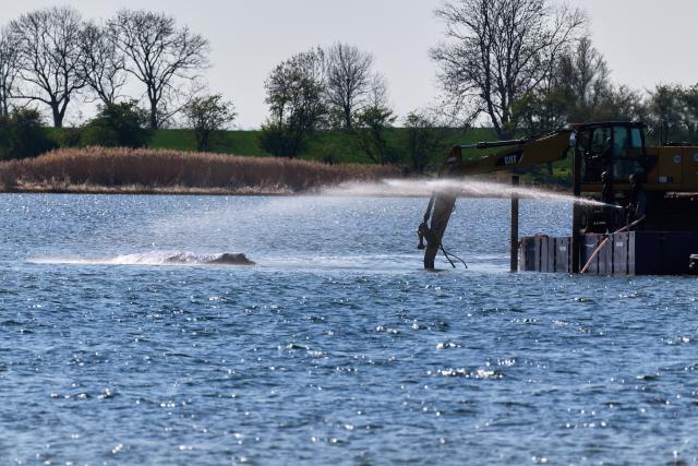 22 April 2026, Mecklenburg-Western Pomerania, Fährdorf: Rescuers are working directly on a humpback whale stranded off the coast of Poel Island, which has remained stuck on a sandbar near Wismar for three weeks, despite ongoing rescue efforts by a private initiative. Photo: Marcus Golejewski/dpa