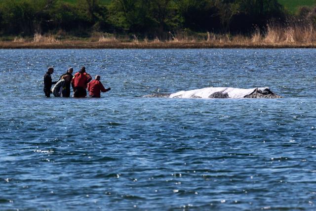 22 April 2026, Mecklenburg-Western Pomerania, Fährdorf: Rescuers are working directly on a humpback whale stranded off the coast of Poel Island, which has remained stuck on a sandbar near Wismar for three weeks, despite ongoing rescue efforts by a private initiative. Photo: Marcus Golejewski/dpa