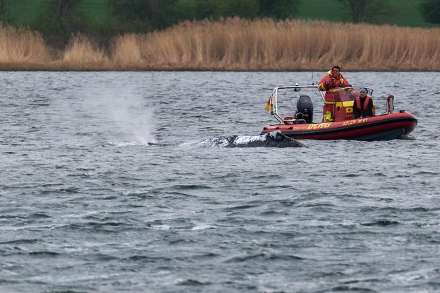 23 April 2026, Mecklenburg-Western Pomerania, Fährdorf: First responders observe the stranded humpback whale blowing out breath in the morning off the island of Poel. The humpback whale that stranded near Wismar three weeks ago is still stuck on a sandbank. A private initiative has been trying to rescue the whale for days. Photo: Marcus Golejewski/dpa