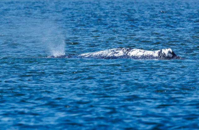 23 April 2026, Mecklenburg-Vorpommern, Fährdorf: A humpback whale off the coast of Poel is seen blowing air from its blowhole while remaining stuck in shallow water, three weeks after stranding near Wismar, despite ongoing rescue efforts by a private initiative. Photo: Jens Büttner/dpa