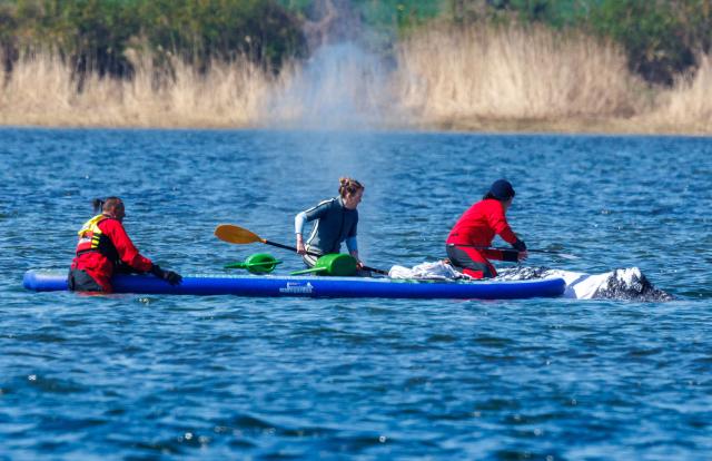 23 April 2026, Mecklenburg-Vorpommern, Fährdorf: Volunteers distribute damp cloths to protect the skin of a humpback whale off the coast of Poel Island, where it remains stuck in shallow water after stranding near Wismar three weeks ago, despite ongoing rescue efforts by a private initiative. Photo: Jens Büttner/dpa