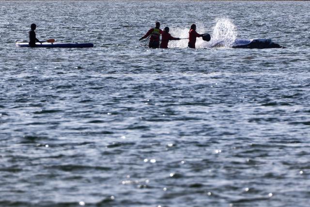 23 April 2026, Mecklenburg-Vorpommern, Fährdorf: Rescuers pour water over a humpback whale and treat its skin off the coast of Poel Island, where it remains stuck in shallow water after stranding near Wismar three weeks ago, despite ongoing rescue efforts by a private initiative. Photo: Jens Büttner/dpa