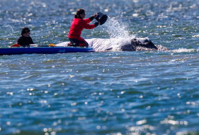 23 April 2026, Mecklenburg-Vorpommern, Fährdorf: Rescuers pour water over a humpback whale and treat its skin off the coast of Poel Island, where it remains stuck in shallow water after stranding near Wismar three weeks ago, despite ongoing rescue efforts by a private initiative. Photo: Jens Büttner/dpa