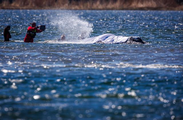23 April 2026, Mecklenburg-Vorpommern, Fährdorf: Rescuers pour water over a humpback whale and treat its skin off the coast of Poel Island, where it remains stuck in shallow water after stranding near Wismar three weeks ago, despite ongoing rescue efforts by a private initiative. Photo: Jens Büttner/dpa